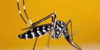 A doença, transmitida pelo mosquito tigre, já circula em um nível inédito para esta época do ano. O alerta foi feito nesta quarta-feira (25) pela agência de saúde pública francesa, a Santé publique France, em seu boletim semanal.  Foto: © shutterstock / RFI