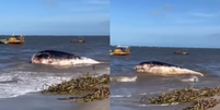 Carcaça de baleia é vista na Praia do Acaú na Paraíba  Foto: Reprodução/soudoparque/Instagram