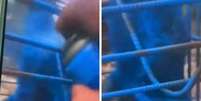 Em um vídeo feito pelo criminoso, ele aparece jogando tinta spray no animal. Ele foi detido e liberado  Foto: Reprodução/YouTube