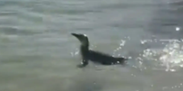 Pinguim foi visto em praia da zona sul carioca  Foto: Reprodução/ X/ @diretodomiolo