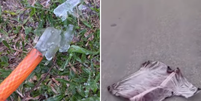 Geada, lagos e roupas congeladas: RS tem dia mais frio do ano  Foto: Reprodução/Instagram