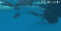 Orcas foram flagradas aparentemente "se beijando" Foto: Reprodução/Redes sociais