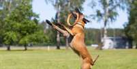 Algumas raças de cachorro se destacam por sua disposição, agilidade e resistência Foto: Tanee | Shutterstock / Portal EdiCase