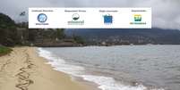 Pinguim é encontrado morto na Praia do Itaguaçu, em Ilhabela.  Foto: Divulgação/Instituto Argonauta / Estadão
