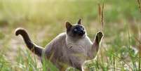 O thai é um gato de temperamento gentil, curioso e extremamente apegado aos seus tutores Foto: Irina Nedikova | Shutterstock / Portal EdiCase