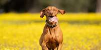 Algumas raças de cachorro são ideais para a prática de exercícios físicos mais intensos Foto: Ev Opiela | Shutterstock / Portal EdiCase