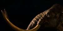Fotografia de um mamute das estepes em exposição no Museu Australiano, em Sydney: associação da atividade humana com a extinção dos mamutes-lanosos tornou estes animais símbolos do impacto da Humanidade no ambiente do planeta (Unsplash/April Pethybridge), CC BY Foto: The Conversation