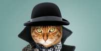 Nomes de personagens literários podem ser escolhas ideais para batizar gatos Foto: Svetlana Rey | Shutterstock / Portal EdiCase