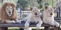 Registros de leão e leoas no Darling Downs Zoo. Foto de 2023, compartilhada pelo local Foto: Reprodução/Facebook/Darling Downs Zoo