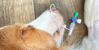 Cão Pingo durante cuidados em UTI após intoxicação por plantas  Foto: Arquivo Pessoal