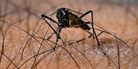 Itália teve mais de 380 casos de dengue autóctone entre 2006 e 2023  Foto: ANSA / Ansa - Brasil