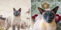 Os gatos thai e siâmes têm diferenças tanto na aparência quanto no comportamento  Foto: Cynthia A Jackson e Irina Nedikova | Shutterstock / Portal EdiCase