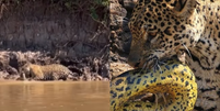 Sucuri cai de árvore e é atacada por onça-pintada no Pantanal Foto: Reprodução/Instagram/Duda Fernandes Falcão