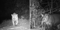 Animais são flagrados 'espiando' câmeras camufladas no Pantanal Foto: Reprodução/Instagram/Instituto Homem Pantaneiro (IHP)