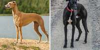 Apesar de pertencerem à família dos galgos, esses cães compartilham traços físicos e comportamentais diferentes Foto: Natallia Yaumenenka e Esteban Alejandro | Shutterstock / Portal EdiCase