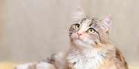 É importante que o nome combine com a personalidade e aparência do gato Foto: Mariia Romanyk | Shutterstock / Portal EdiCase