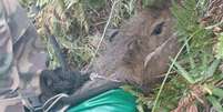 Polícia Militar de Santa Catarina resgatou capivara em penhasco de difícil acesso na Trilha da Caverna. Foto: Polícia Militar/Divulgação / Estadão