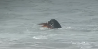 Leão-marinho ataca polvo durante etapa da WSL Foto: Reprodução/YouTube/WSL