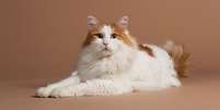 Inteligente e de personalidade ativa, o gato van turco tem características apaixonantes Foto: Lea Rae | Shutterstock / Portal EdiCase