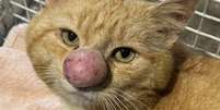 Barney, gato resgatado na Irlanda do Norte, com seu famoso "narigão"  Foto: Facebook/Rescue Cats NI / Reprodução