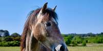 Diversas espécies do reino animal têm dezenas ou até centenas de milhões de receptores olfativos Foto: Wandering views | Shutterstock / Portal EdiCase