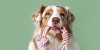 Alguns nomes são ideais para cachorros com muita energia Foto: Pixel-Shot | Shutterstock / Portal EdiCase