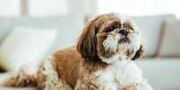 Shih-tzu é uma das raç;as indicadas para criar em apartamento Foto: Freepik
