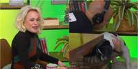 Pitaya, cachorrinha de Ana Maria, derruba cenário do 'Mais Você'  Foto: Reprodução/TV Globo