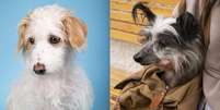 Cachorros vira-latas apelidados de 'fiapos de manga' conquistam tutores Foto: Freepik