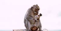 Macaco com &oacute;culos furtado de turista no templo Uluwatu, em Bali, na Indon&eacute;sia  Foto: Instagram/@uluwatu.temple / Reprodu&ccedil;&atilde;o