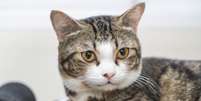 Dia Internacional do Gato é celebrado nesta sexta-feira, 8 Foto: Freepik