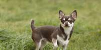 Chihuahua está entre as raças de cães com uma expectativa de vida longa Foto: Freepik