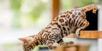 Quando o gatinho tem um comportamento mais agitado e brincalhão, vale apostar em nomes que expressem toda essa vivacidade Foto: Ian McGlasham | Shutterstock / Portal EdiCase