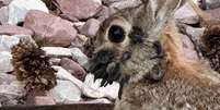 Vírus que gera "tentáculos" na cabeças de coelhos não é transmissível para outros animais, nem para humanos Foto: Reprodução/NBCPalmsPrings