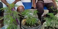 Atualmente, a Lei Antidrogas proíbe em todo o território nacional o plantio de maconha  Foto: Divulgação/Polícia Militar da Bahia 
