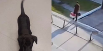 Homem abandona cachorro no aeroporto após ser impedido de embarcar com caixa transportadora irregular /  Foto: PCSC / Contigo