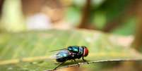 A mosca-bicheira do Novo Mundo é uma espécie de mosca parasita bem conhecida pela maneira como suas larvas comem tecidos vivos  Foto: Dinar Bud/GettyImages