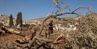 Israel destruiu centenas de oliveiras em Al Mughayyir, na Cisjordânia  Foto: ANSA / Ansa - Brasil