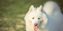 O Samoieda é uma raça de cães da categoria spitz, originária do norte da Rússia, na Sibéria  Foto: Freepik