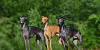 Os cachorros galgos surpreendem por seu temperamento calmo, afetuoso e silencioso Foto: Natallia Yaumenenka | Shutterstock / Portal EdiCase