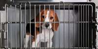  Foto: Imagem Ilustrativa / ANDA - Agência de Notícias de Direitos Animais / Agência Senado / Porto Alegre 24 horas