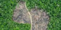Amazônia perde mais de 500 mil km² de áreas de mata em 40 anos  Foto: Getty Images