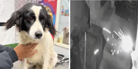Apesar do susto e de o ato heróico ter ferido as cordas vocais do cachorro, ele segue bem e estável  Foto: Reprodução/TikTok/@super_manchis