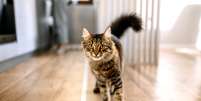 Gato rajado andando pela casa  Foto: Patas Da Casa