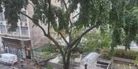 Temporal derruba &aacute;rvore dentro de pr&eacute;dio no bairro Bela Vista, em S&atilde;o Paulo;   Foto: Bruno Almeida/Terra