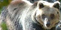 Ursa morreu ap&oacute;s ser atingida por bala de fuzil  Foto: ANSA / Ansa - Brasil