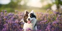 Pesquisas indicam que cães envelhecem de forma diferente conforme o porte e o peso um cachorro de 1 ano pode equivaler a 15 anos humanos. Foto: nik174 | Shutterstock / Portal EdiCase