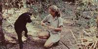 Jane Goodall começou seu revolucionário estudo de campo dos chimpanzés na Tanzânia 65 anos atrás  Foto: Getty Images / BBC News Brasil