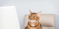 Os gatos curiosos geralmente gostam de explorar caixas e descobrir novos cantinhos dentro da casa Foto: Svetlana Rey | Shutterstock / Portal EdiCase