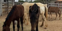 Zezé di Camargo recebe em fazenda cavalos resgatados em situação de maus-tratos Foto: Divulgação/Zezé di Camargo e Graciele Lacerda